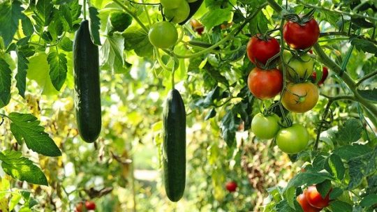 04 conseils pour preserver la biodiversite dans votre potager