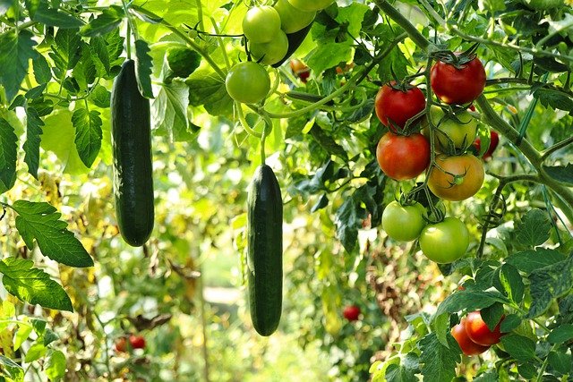 04 conseils pour preserver la biodiversite dans votre potager